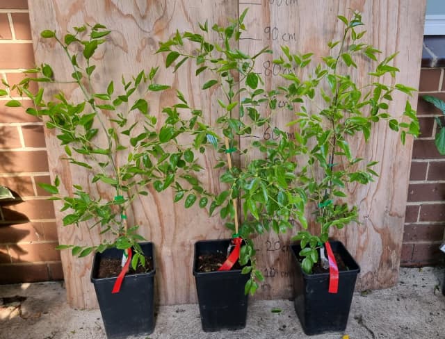 Very big flowering tiger tooth jujube tree - Noble Park | Plants ...