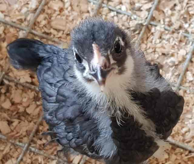AUSTRALORP CHICKS 5 WKS OLD MAINLY BLACK & BLUE Livestock Gumtree
