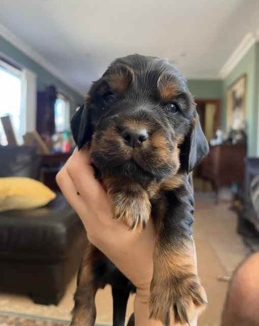 English Cocker spaniel puppies Dogs & Puppies Gumtree Australia