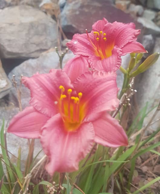 GARDEN GOODIES PLANTS FOR SALE Plants Gumtree Australia Gold Coast