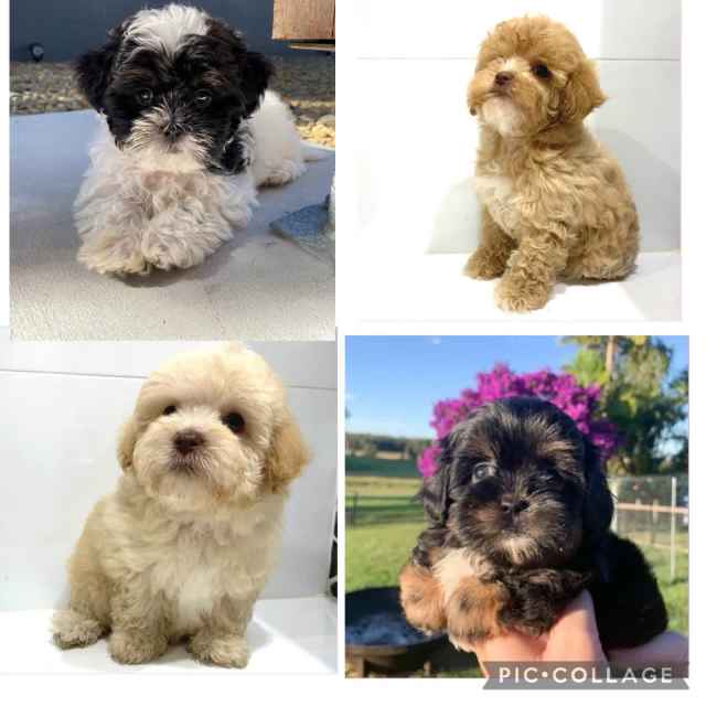 Shmoodle Puppies - Maltese/Shih Tzu x Toy Poodle | Dogs & Puppies ...