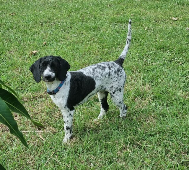 Brittany spaniel hot sale gumtree