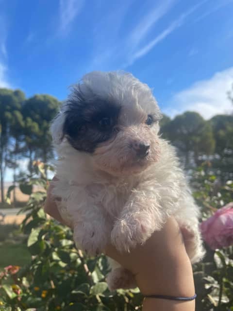 Moodle X Maltese/ Shih Tzu | Dogs & Puppies | Gumtree Australia Goyder  Area - Robertstown | 1311644485