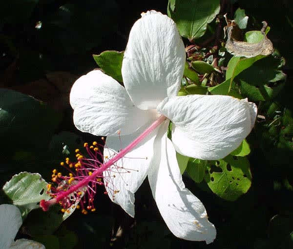WHITE HIBISCUS PLANT CUTTINGS FOR SALE QLD OZ HERE Plants Gumtree