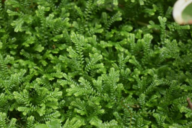 SPIKE FERN CLUB MOSS IDEAL GROUND COVER / TERRARIUM PLANT - Plants in ...