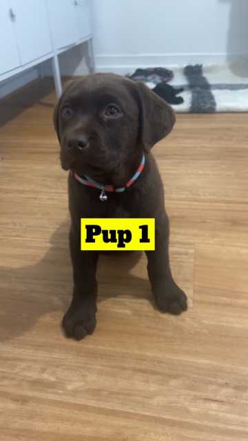 Purebred Labrador puppies | Dogs & Puppies | Gumtree Australia Charles ...