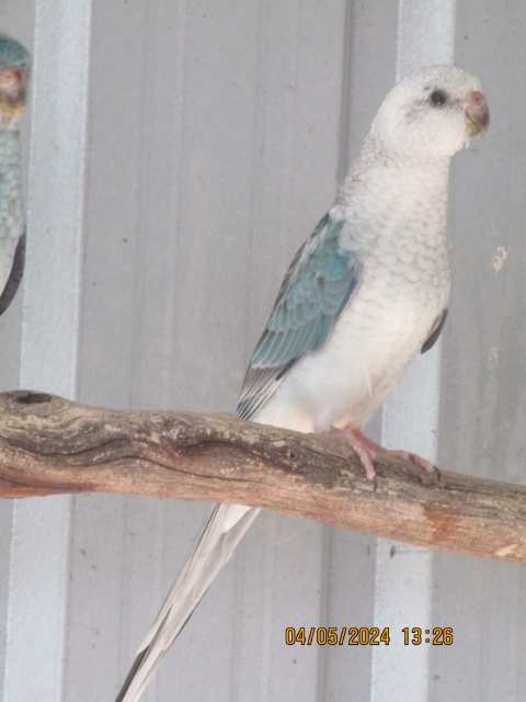 young red rump birds | Birds | Gumtree Australia Yorke Peninsula ...