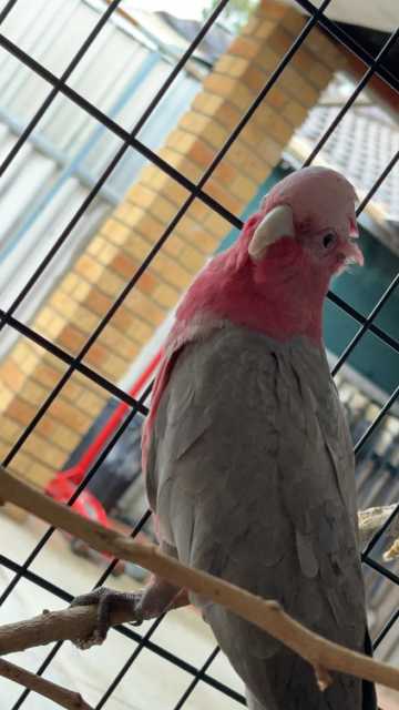 Pink and grey cocky. | Birds | Gumtree Australia Armadale Area ...