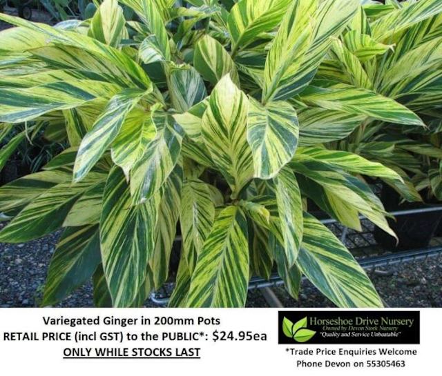 Variegated Ginger 200mm Pots Colourful Foliage Plants Gumtree