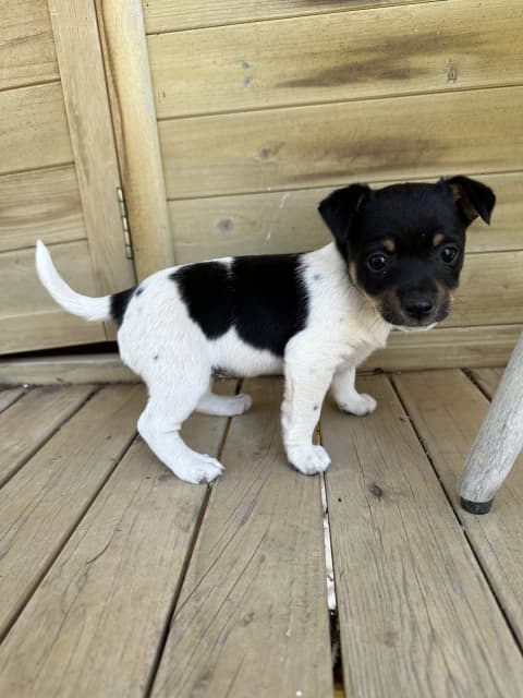 mini fox terrier for sale gumtree