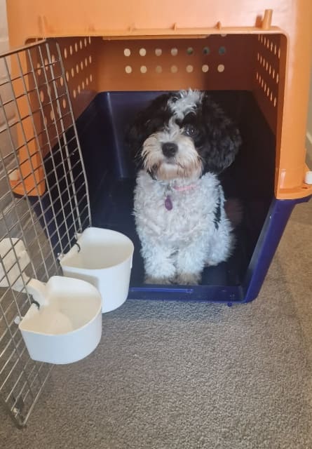 Dog transport crate (medium size) - PP50 | Pet Products | Gumtree