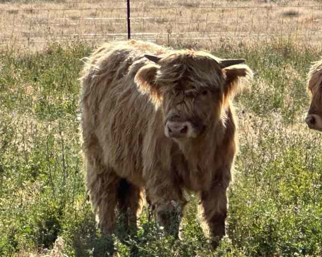 10mo Yellow Highland Bull Calf Livestock Gumtree Australia Boorowa