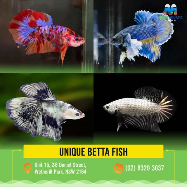 Unique Betta Fish - Add Color to Your Aquarium! | Fish | Gumtree