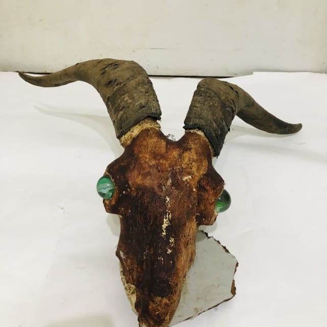 Real Skull Head Horns Taxidermy Display Home Decor | Miscellaneous ...