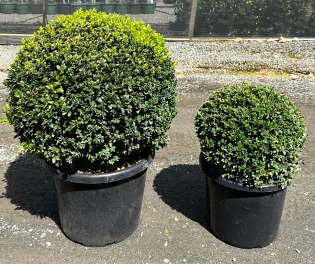 Buxus sempervirens Topiary ball shape, 40cm/33 cm pot Noble Park VIC