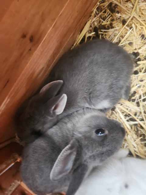 Pure bred Neatherland dwarf rabbits for sale | Rabbits | Gumtree ...