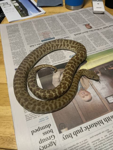 Stimson Python Breeding Pair | Reptiles & Amphibians | Gumtree ...