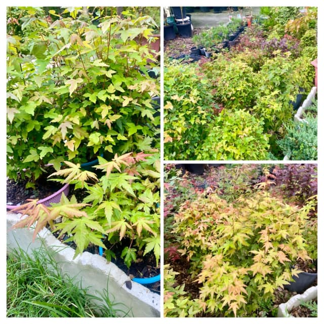 Japanese Maples Trident Maples on a rock/tile bonsai Plants in