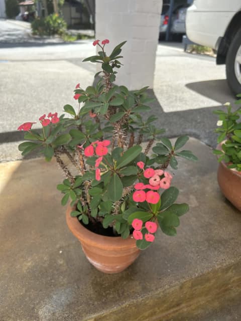 Euphorbia Dwarf Dark Pink Plant In A Decorative Terracotta Pot 