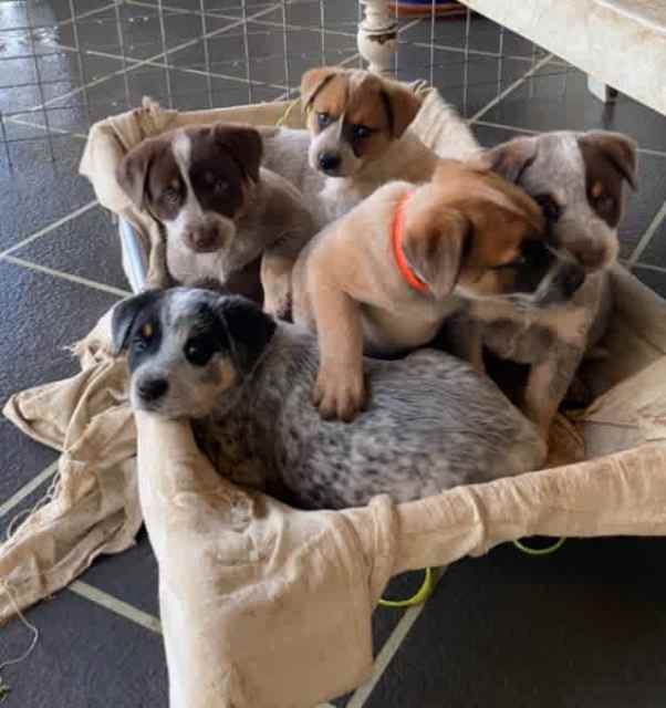 Cattle dog puppies 🐶 Dogs & Puppies Gumtree Australia Goondiwindi