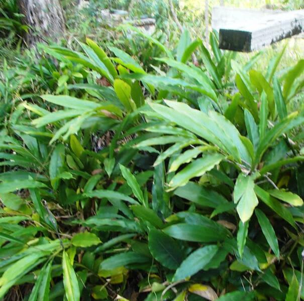 CARDAMON DWARF GINGER PLANT RHYZOME Other Home & Garden Gumtree