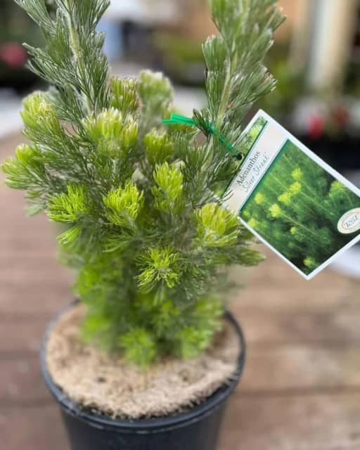 Woolly bush Adenanthos sericeus 20 cm pots Soft & silky Plants