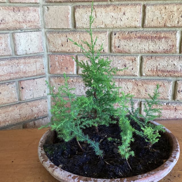 BONSAI CYPRESS PINE TREES Plants Gumtree Australia Stirling Area