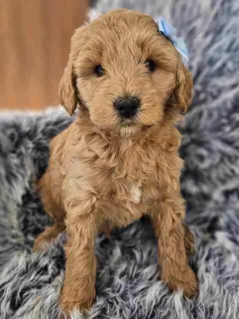 Groodle/ Golden doodle (Golden Retreiver x Poodle) Pups | Dogs ...