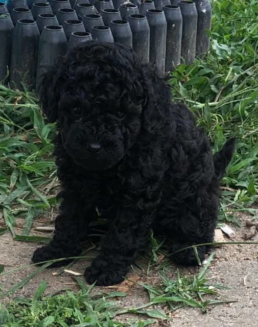 gumtree toy poodle puppies