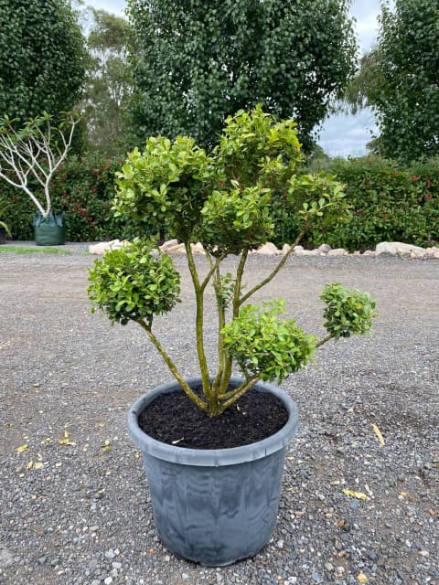 Japanese Buxus Cloud Trees in 400mm Pots - Plants in Camden South NSW ...