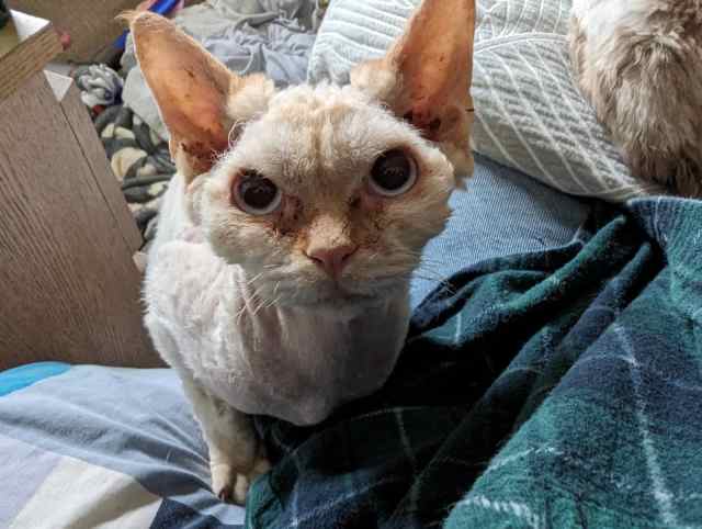 Devon rex desexed older kitten | Cats & Kittens | Gumtree Australia ...