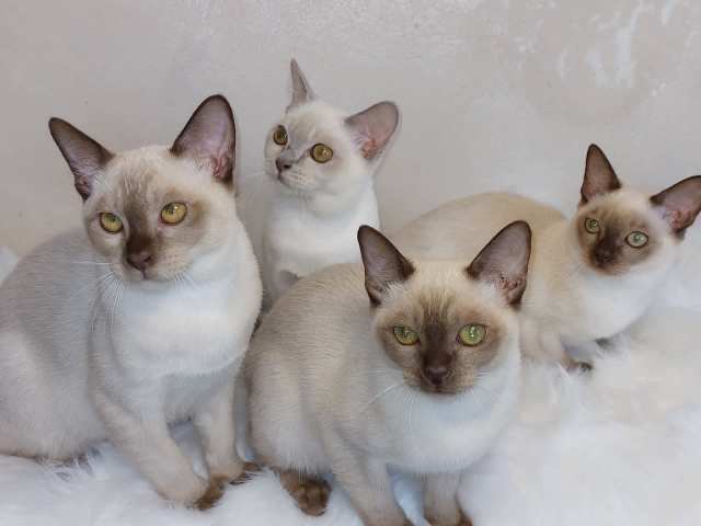 Beautiful Pedigree Burmese Kittens | Cats & Kittens | Gumtree Australia ...