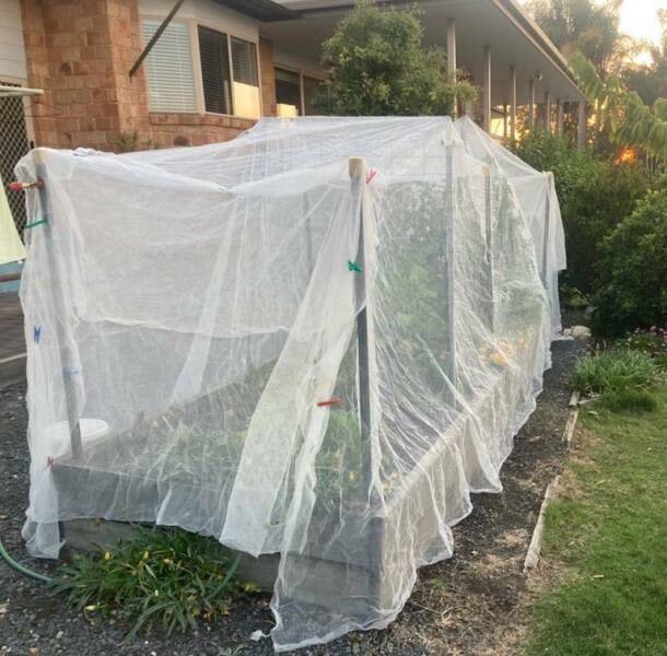 Fruit Fly Net 6m x 20m UV Resistant Pre Packed High Quality