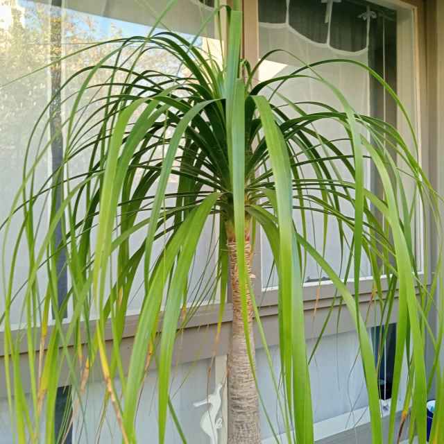 Ponytail palm large size Plants in Merimbula NSW Gumtree Australia