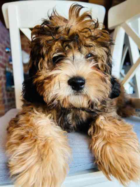 Cavoodle puppies (Toy) Rare colours fully vaccinated DNA profile | Dogs ...