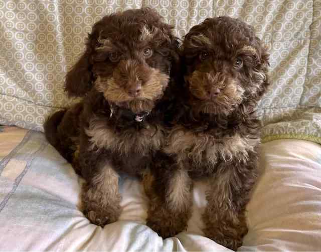 Chocolate Cavoodle Puppies 2nd Gen | Dogs & Puppies | Gumtree Australia ...