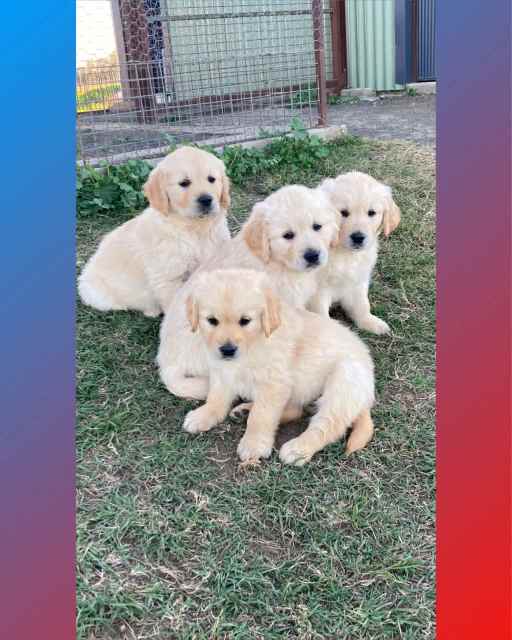 Golden retriever puppies Dogs & Puppies Gumtree Australia Narrabri