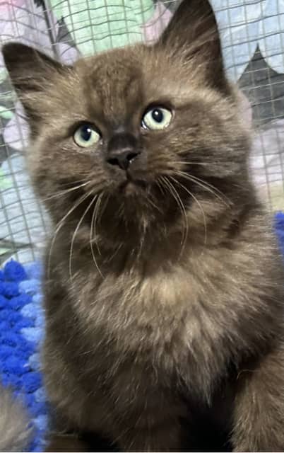 Seal mitted cheap sepia ragdoll