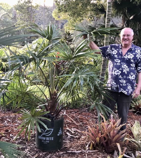 Ex Large Fan palm 2.2m Livistona australis, cabbagetree palm Plants