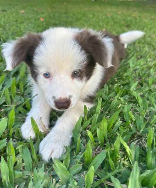 *Only 2 left!* Purebred Border Collie Pups | Dogs & Puppies | Gumtree ...