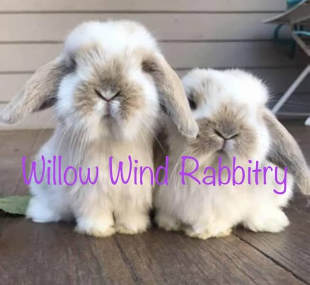 Purebred tiny gentlest Mini Lop rabbits Rabbits Gumtree Australia