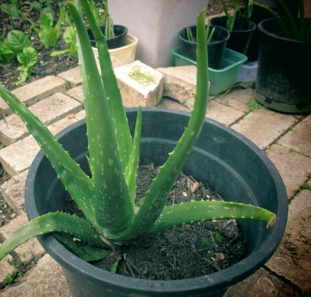Multiple Aloe Vera Plants From 6 to 15 Plants in Westmead NSW