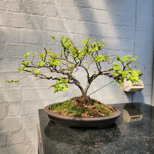 Bonsai Chinese Elm 200 Plants Gumtree Australia The Hills District