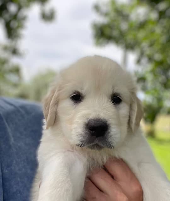 pedigree golden retrievers for sale