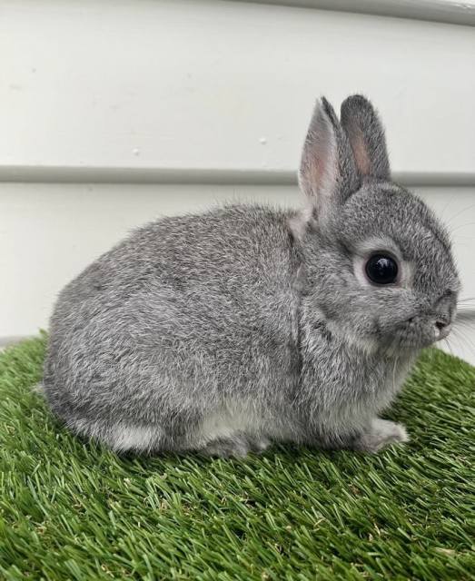 Purebred Netherland Dwarf Baby Male Rabbit Chinchilla Colour | Rabbits ...
