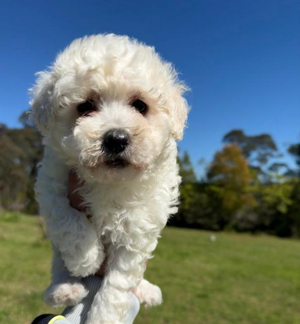 White Small Poodle Mix Golden Shih Poo Shih Tzu Mini Poodle Mix Online
