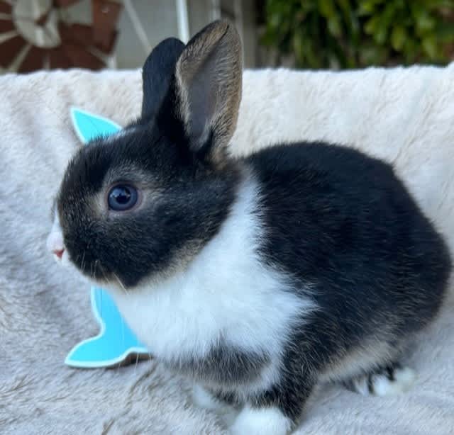 Mini Lop X Netherland Dwarf Rabbits Gumtree Australia Gosford Area