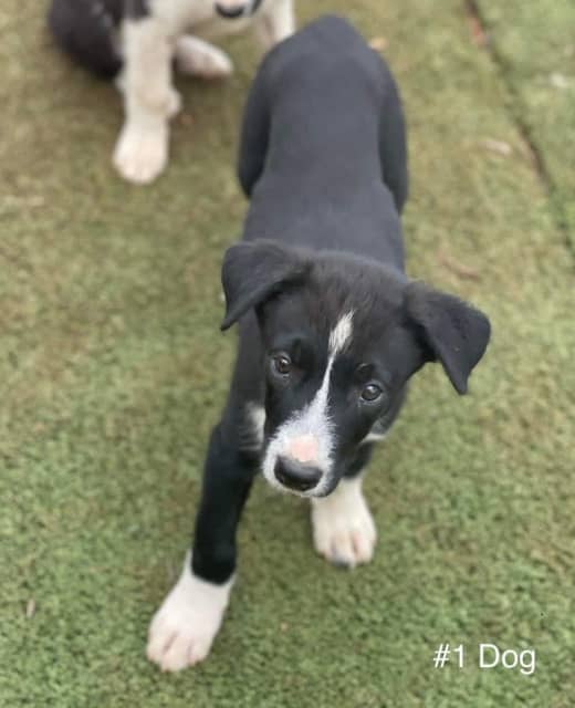 Short Haired Border Collie Puppies for Sale | Dogs & Puppies | Gumtree  Australia Brisbane South East - Morningside | 1308291591