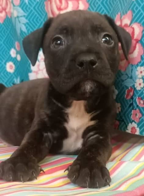 STAFFY PUREBRED AMERICAN STAFFORDSHIRE TERRIER PUP MALE REDUCED | Dogs ...