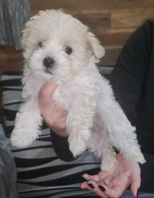 3 x male Shitzhu x miniature poodle = Schmoodle Dogs & Puppies